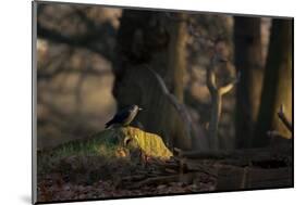 A Western Jackdaw, Corvus Monedula, Perching on a Tree Stump in London's Richmond Park-Alex Saberi-Mounted Photographic Print