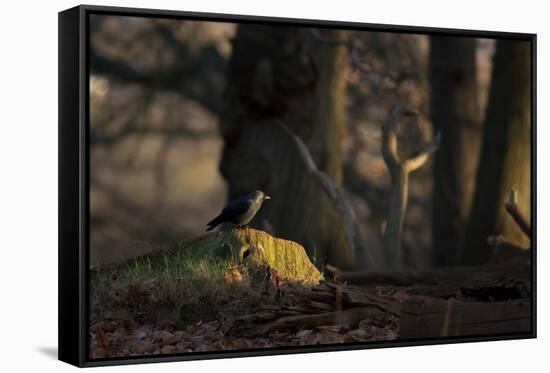 A Western Jackdaw, Corvus Monedula, Perching on a Tree Stump in London's Richmond Park-Alex Saberi-Framed Stretched Canvas