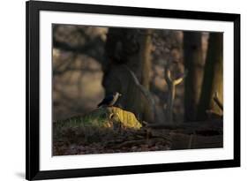 A Western Jackdaw, Corvus Monedula, Perching on a Tree Stump in London's Richmond Park-Alex Saberi-Framed Photographic Print