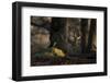 A Western Jackdaw, Corvus Monedula, Perching on a Tree Stump in London's Richmond Park-Alex Saberi-Framed Premium Photographic Print