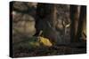 A Western Jackdaw, Corvus Monedula, Perching on a Tree Stump in London's Richmond Park-Alex Saberi-Stretched Canvas