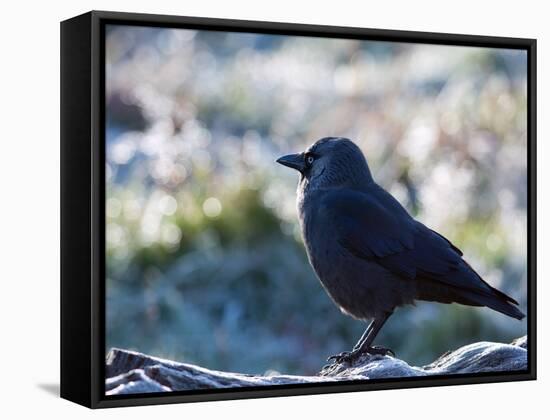 A Western Jackdaw on a Branch on a Cold Winter Morning-Alex Saberi-Framed Stretched Canvas