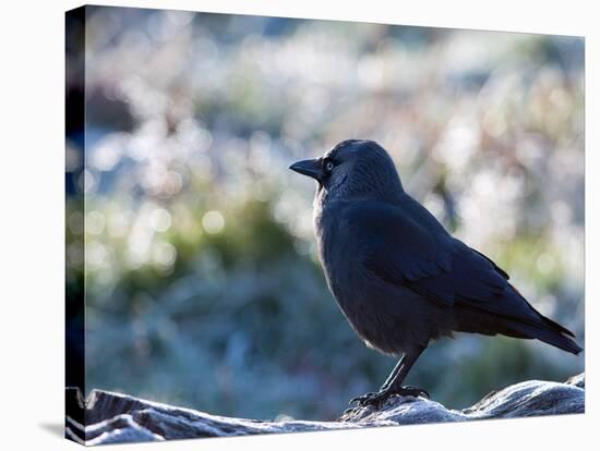 A Western Jackdaw on a Branch on a Cold Winter Morning-Alex Saberi-Stretched Canvas