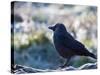 A Western Jackdaw on a Branch on a Cold Winter Morning-Alex Saberi-Stretched Canvas