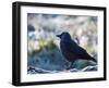 A Western Jackdaw on a Branch on a Cold Winter Morning-Alex Saberi-Framed Photographic Print