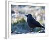 A Western Jackdaw on a Branch on a Cold Winter Morning-Alex Saberi-Framed Photographic Print