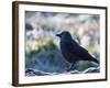 A Western Jackdaw on a Branch on a Cold Winter Morning-Alex Saberi-Framed Photographic Print