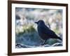 A Western Jackdaw on a Branch on a Cold Winter Morning-Alex Saberi-Framed Photographic Print