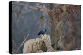 A Western Jackdaw with a Chestnut in its Beak Sits on a Tree Stump on an Early Winter Morning-Alex Saberi-Stretched Canvas