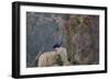 A Western Jackdaw with a Chestnut in its Beak Sits on a Tree Stump on an Early Winter Morning-Alex Saberi-Framed Photographic Print