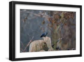 A Western Jackdaw with a Chestnut in its Beak Sits on a Tree Stump on an Early Winter Morning-Alex Saberi-Framed Photographic Print