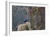 A Western Jackdaw with a Chestnut in its Beak Sits on a Tree Stump on an Early Winter Morning-Alex Saberi-Framed Photographic Print