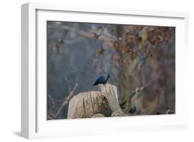 A Western Jackdaw with a Chestnut in its Beak Sits on a Tree Stump on an Early Winter Morning-Alex Saberi-Framed Photographic Print