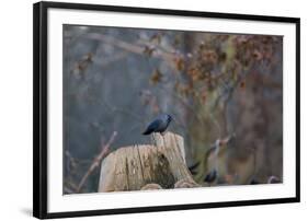 A Western Jackdaw with a Chestnut in its Beak Sits on a Tree Stump on an Early Winter Morning-Alex Saberi-Framed Photographic Print