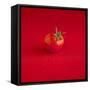 A Wet Tomato on a Red Surface-Dave King-Framed Stretched Canvas