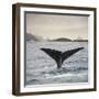 A Whale's Tail-Andreas Stridsberg-Framed Giclee Print