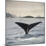 A Whale's Tail-Andreas Stridsberg-Mounted Giclee Print