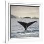 A Whale's Tail-Andreas Stridsberg-Framed Giclee Print