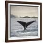 A Whale's Tail-Andreas Stridsberg-Framed Giclee Print