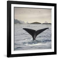 A Whale's Tail-Andreas Stridsberg-Framed Giclee Print