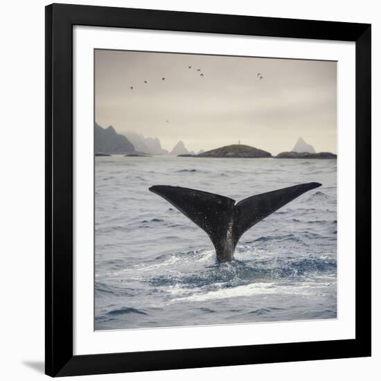 A Whale's Tail-Andreas Stridsberg-Framed Giclee Print