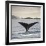 A Whale's Tail-Andreas Stridsberg-Framed Giclee Print