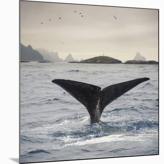 A Whale's Tail-Andreas Stridsberg-Mounted Giclee Print