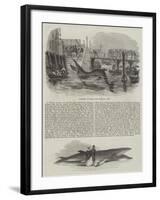 A Whale Species in the Thames-null-Framed Giclee Print