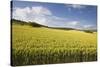 A Wheat Field in the Champagne Area, France, Europe-Julian Elliott-Stretched Canvas