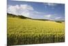 A Wheat Field in the Champagne Area, France, Europe-Julian Elliott-Mounted Photographic Print