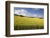 A Wheat Field in the Champagne Area, France, Europe-Julian Elliott-Framed Photographic Print