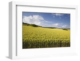 A Wheat Field in the Champagne Area, France, Europe-Julian Elliott-Framed Photographic Print