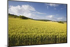 A Wheat Field in the Champagne Area, France, Europe-Julian Elliott-Mounted Photographic Print