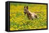 A Whippet Running Through a Meadow Covered in Dandelions-null-Framed Stretched Canvas