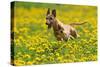 A Whippet Running Through a Meadow Covered in Dandelions-null-Stretched Canvas