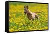 A Whippet Running Through a Meadow Covered in Dandelions-null-Framed Stretched Canvas