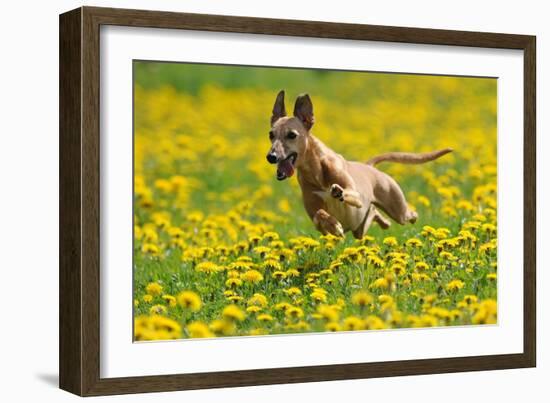 A Whippet Running Through a Meadow Covered in Dandelions-null-Framed Photo