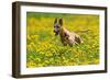 A Whippet Running Through a Meadow Covered in Dandelions-null-Framed Photo