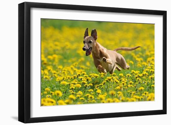 A Whippet Running Through a Meadow Covered in Dandelions-null-Framed Photo