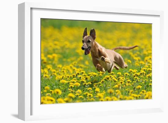 A Whippet Running Through a Meadow Covered in Dandelions-null-Framed Photo