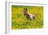 A Whippet Running Through a Meadow Covered in Dandelions-null-Framed Photo