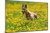 A Whippet Running Through a Meadow Covered in Dandelions-null-Mounted Photo