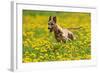 A Whippet Running Through a Meadow Covered in Dandelions-null-Framed Photo