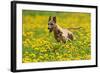 A Whippet Running Through a Meadow Covered in Dandelions-null-Framed Photo