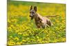 A Whippet Running Through a Meadow Covered in Dandelions-null-Mounted Photo