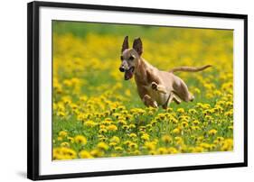 A Whippet Running Through a Meadow Covered in Dandelions-null-Framed Photo