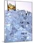 A Whiskey Glass on a Mountain of Ice Cubes-Michael Meisen-Mounted Photographic Print