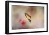 A Whisper of Yellow-Jai Johnson-Framed Giclee Print