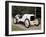 A White 1908 Benz Racer-null-Framed Photographic Print