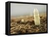 A White Asparagus Tip-Jost Hiller-Framed Stretched Canvas